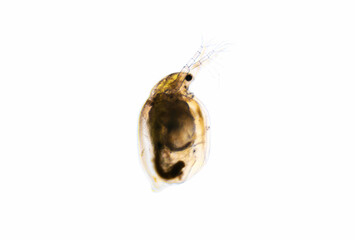 Zooplankton Water Flea Daphnia, microscopic image of crustacea