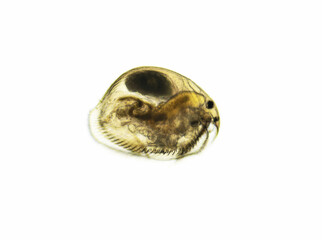Ostracod is a small crustacean found in a freshwater pond. Zooplankton, micro crustacean under the...