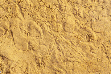A crab footprints on the sand, animal footprints