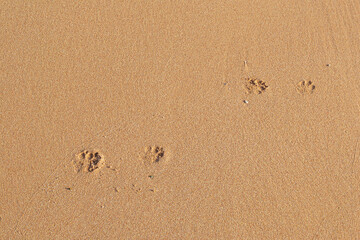Dog footprints on sand beach in sunny day