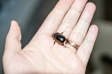 Dung-beetle in hand, caught on the beach in Sharm El Sheikh, Egypt