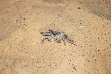 Small invisible crab crawls out of its hole in the evening on the beach of Egypt, Sharm ash Sheikh