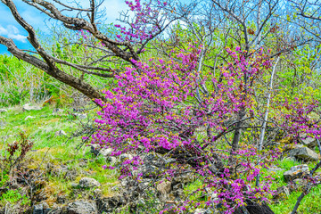 Luxurious Redbuds tree with lush blooming flowers in the park, eastern redbud