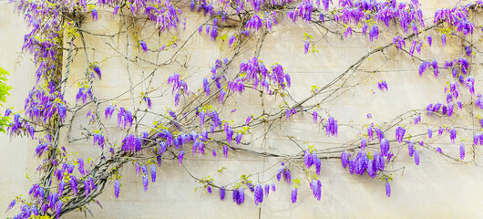 curly flower with purple flowers on wall, Wisteria - Powered by Adobe