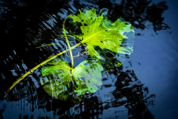 Water lily leaves drifting in dark water