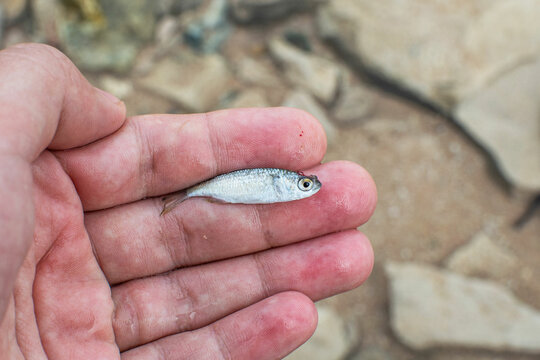 a grey mullet fry in hand, Egypt