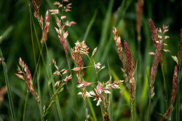 Violet flowering blades of grass