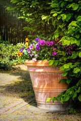 Fototapeta na wymiar Garden flower pot with blooming violets