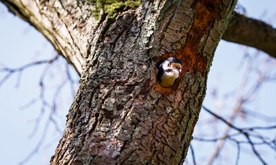 A great spotted woodpecker on a tree trunk in front of its den