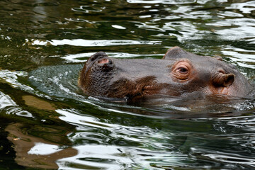 Fototapeta premium Profil d'hyppo