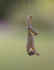 Natur pur, macro, details, Raupen, seidener Faden, Gespinstmotte