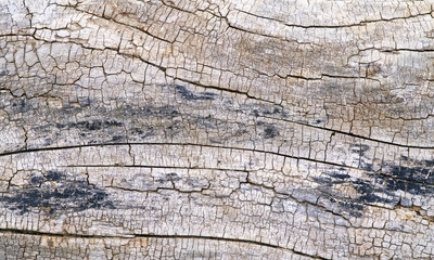 Baumrinde für Hintergrundbilder, Baumstruktur und Borke, Textur, altes Holz