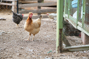 Selective Focus Large Size Farm Hen. Blurred Coop Door In Front. Feeding, Egg, Farming Concept.