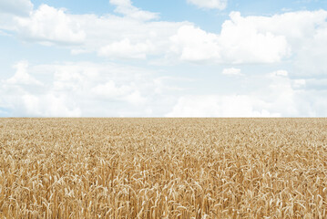 Soft focus of a field of golden ears of wheat under a blue sky. White loose clouds. Wheat Ukrainian...