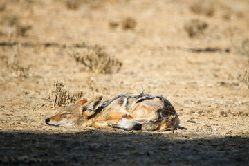 Black-backed Jackal in the Kgalagadi, South Africa 