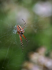 Aculepeira armida. Spider in its natural environment.