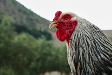 White And Black Feather Brahma Cock or Rooster. Farm or Village Life Design Concept 