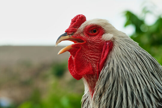 Stock photo of Light brahma hen and rooster, France.. Available for sale on