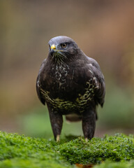 Mäusebussard