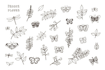 Padauk Flower and butterflies vector illustrations line set