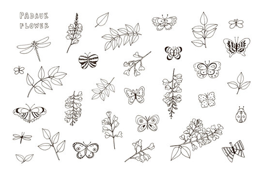 Padauk Flower and butterflies vector illustrations line set