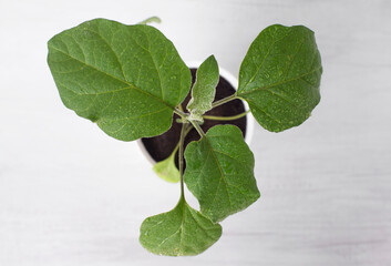 eggplant plant with water drops on the leaves, in a pot on a white background, top view,