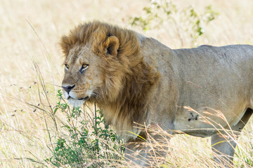 Adult lion (Panthera Leo) in the shade, Maasai Mara National Reserve, Kenya