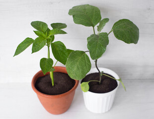 pepper and eggplant plants with water drops on the leaves, in a pot on a white background