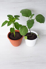 Fototapeta premium pepper and eggplant plants with water drops on the leaves, in a pot on a white background