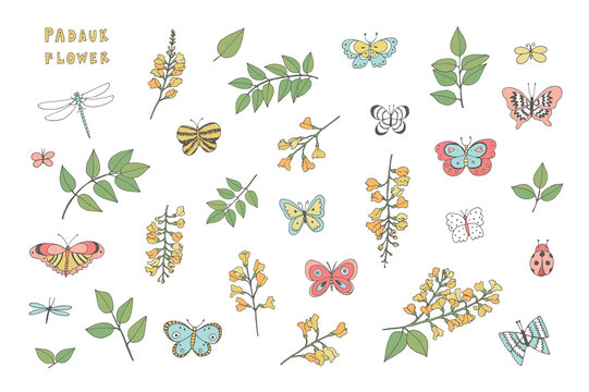 Padauk Flower and butterflies vector illustrations set white background