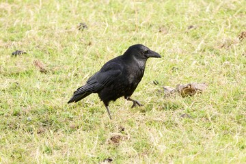 crow on the ground