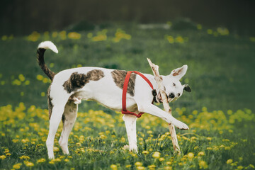Fototapeta premium white dog running in the field