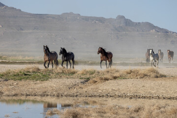 Herd of Wild Horses in the Utah Desert