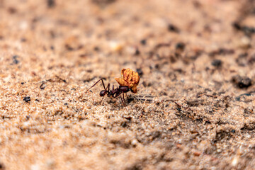 Amazon rain forest ant