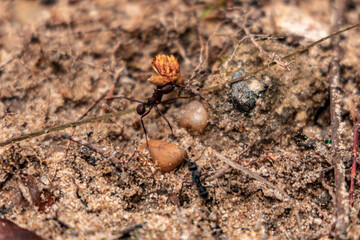 Amazon rain forest ant