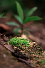 amazon rain forest
