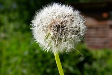 dandelion on green background