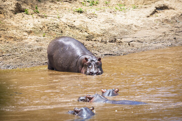 Common hippopotamus (Hippopotamus Amphibius) in Mara river, Masai Mara Reserve, Kenya