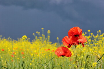 poppy  with sky