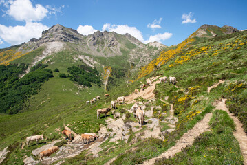 Fototapeta na wymiar Cows in the Belagua Valley. Mount Lakartxela