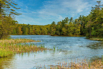 A unspoiled freshwater river flowing through natural wooded area.