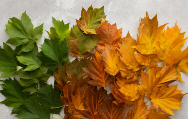 Autumn background with maple leaves in three colors, green, red and yellow, the transition from summer to fall, the change of natural seasons