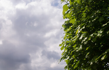 green leaves on the background of clouds