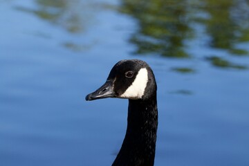  Canada goose on the water