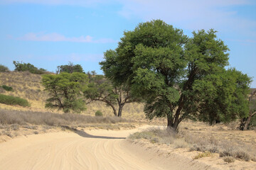 Fototapeta premium Open dirt road in the Kgalagadi, South Africa