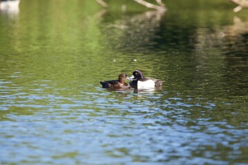 ducks on the lake