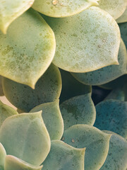 Echeveria Imbricata Detail