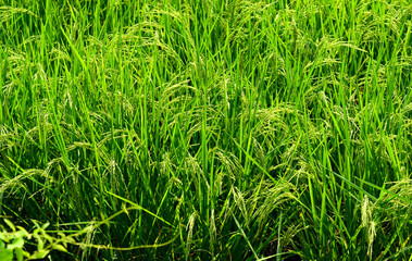 Green rice fields, Agriculture background