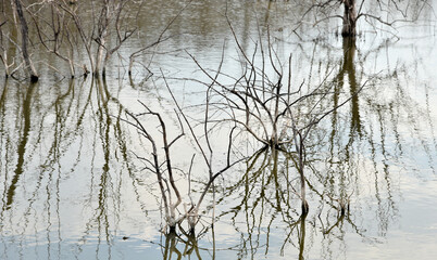 Fototapeta na wymiar Reflected of dried tree on water surface
