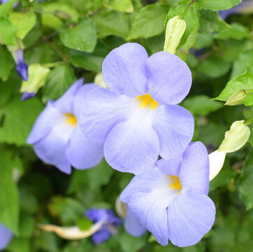 Flower of Thunbergia laurifolia or blue trumpet vine